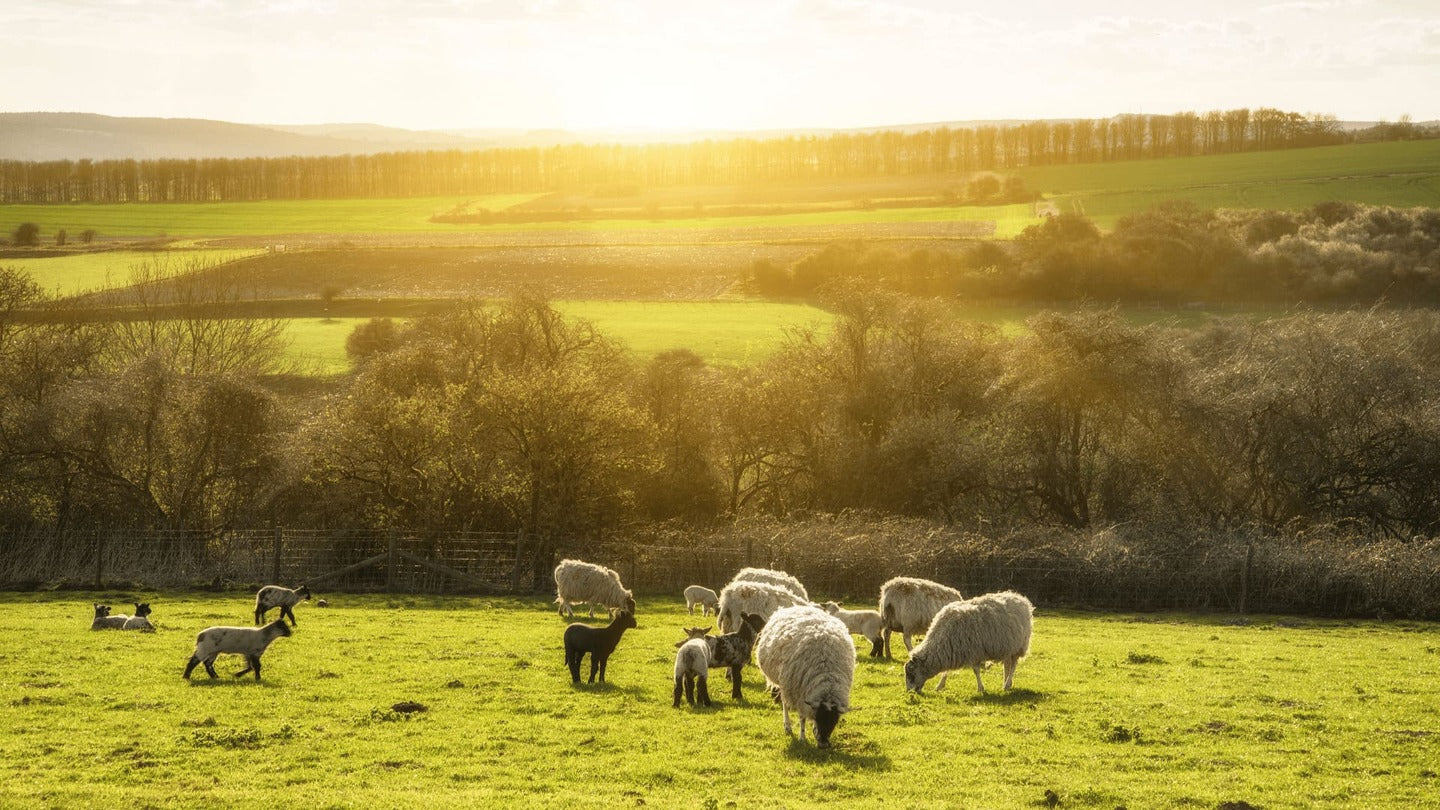 Spring Equinox: Light, Water and the Renewal of the Land